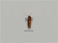 藏品(夜蛾288)的圖片